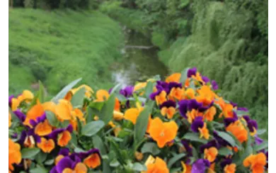 Blumen-am-Bach.jpg