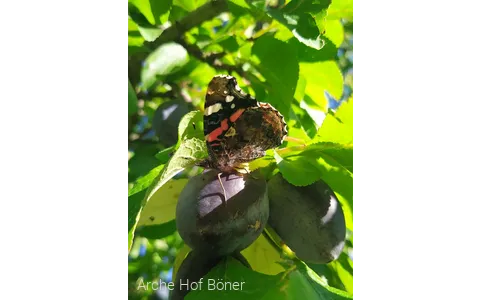 Arche Hof Böner_2
