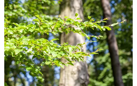 6_Arboretum Hense