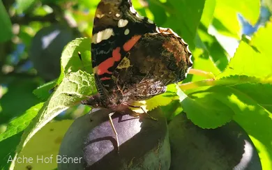 Arche Hof Böner_2