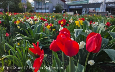 Ein Tulpenbeet. Im Hintergrund ist verschwommen die Börde Therme zu erkennen - Bad Sassendorf. Foto: Paulina Schlenner (Kreis Soest)