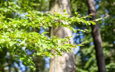6_Arboretum Hense
