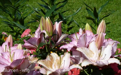 Blumen - wfg