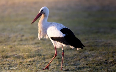 Storch (c) Tim Seiffert.jpeg