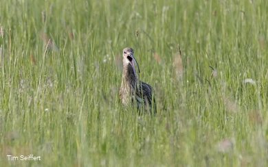 Großer Brachvogel (c) Tim Seiffert.jpeg