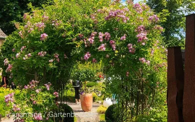 Gartenoa(h)se Franzmann