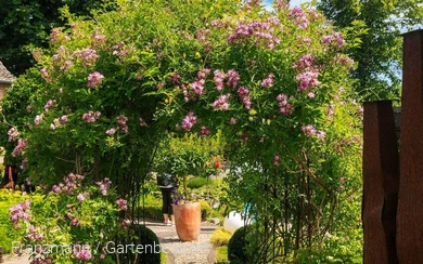 Gartenoa(h)se Franzmann