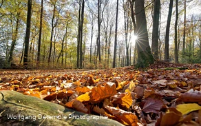 Herbstwald
