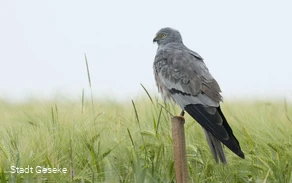 Wiesenweihe