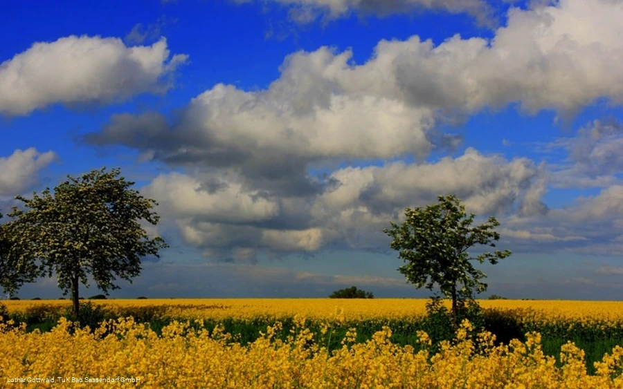 Rapsfeld in der Soester Börde