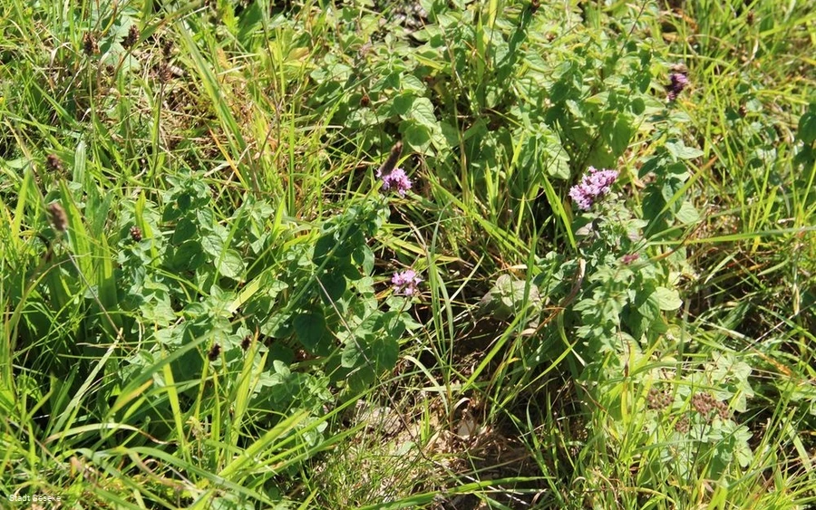Blick auf blühende Blumen