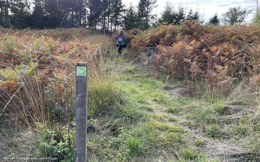 Sauerland-Waldroute Etappe Lattenberg-Neuhaus (c) Janine Plugge_CC-BY-SA (2).jpeg