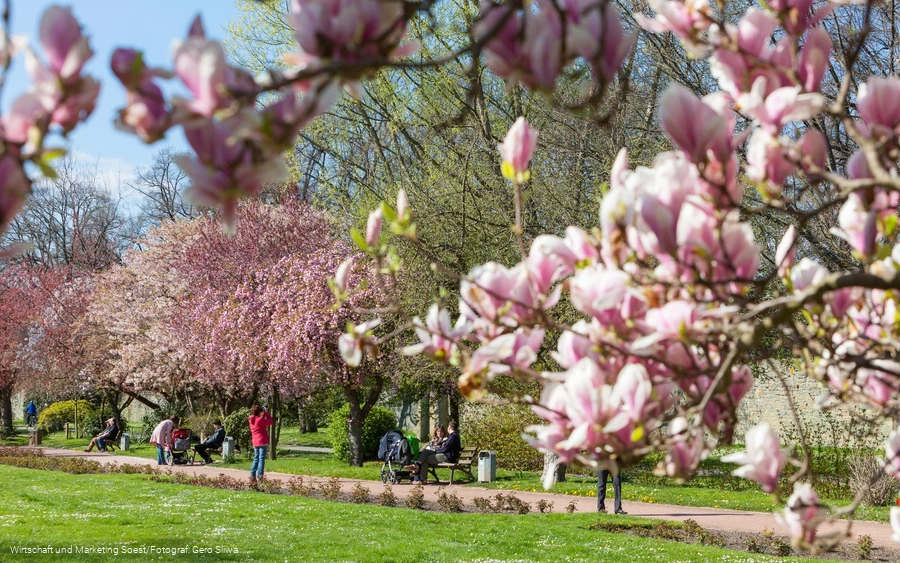 Baumblüte in der Gräfte am Wall 