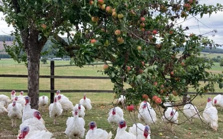 freilaufende Hühner