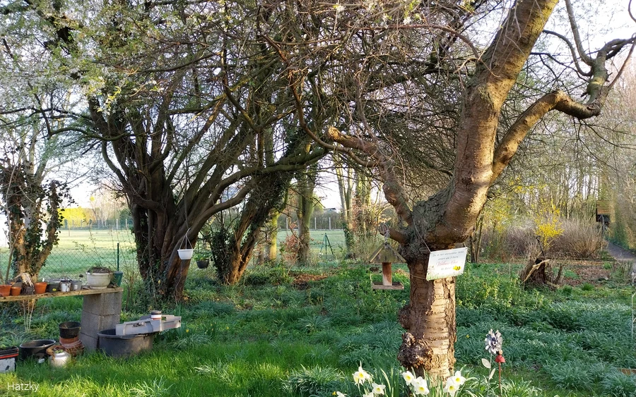 Foto mit zwei Bäumen und Wiese Foto: Hatzky