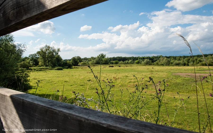Lippeauen_Hellinghauser_Mersch_Beobachtungspunkt_Hellinghäuser_Weg_4395.jpg Lippeauen_Hellinghauser_Mersch_Beobachtungspunkt_Hellinghäuser_Weg_4395.jpg