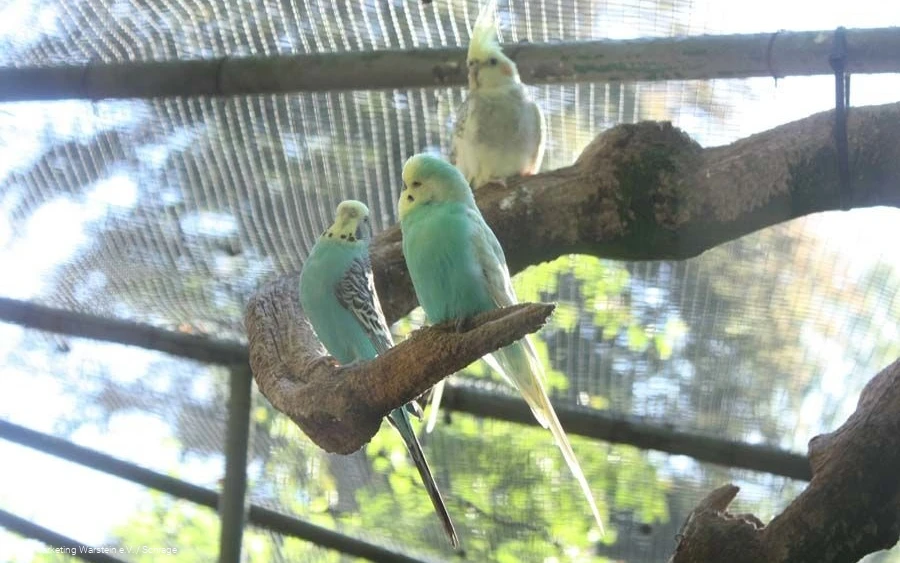Vogelgehege