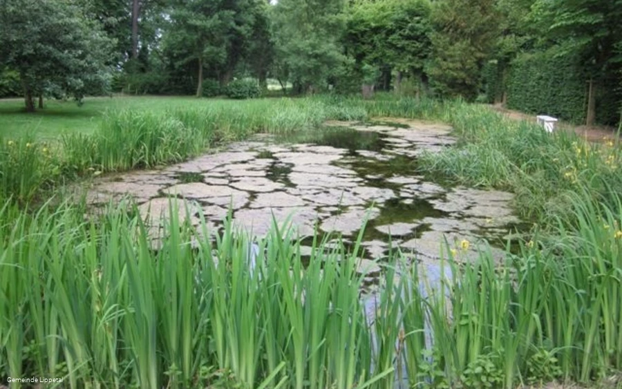 Barockgarten, Teich