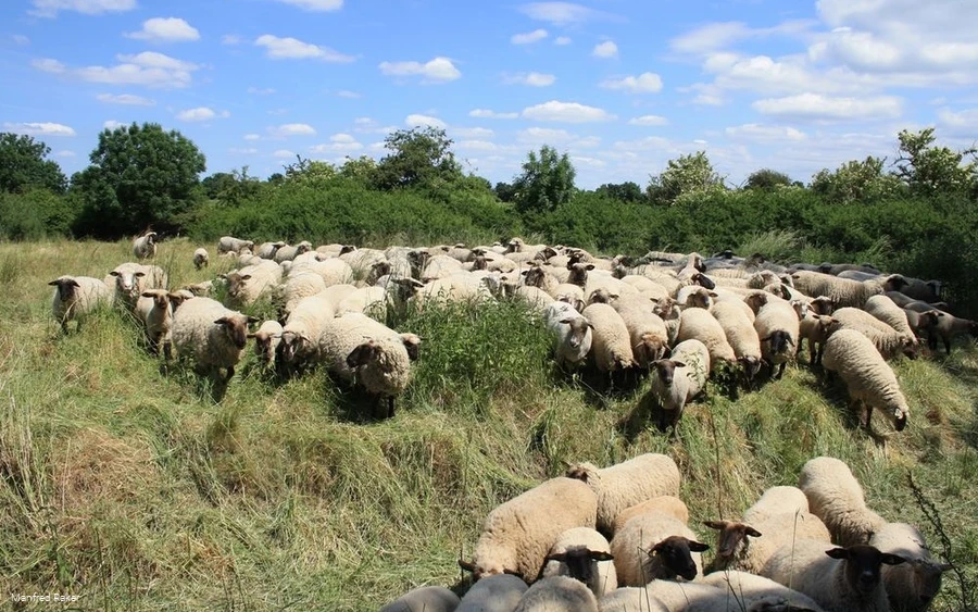 Schafe in der Westerschledde Schafe in der Westerschledde