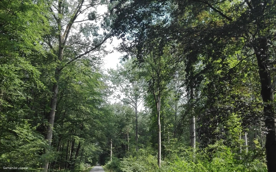 Lippetal - Uentroper Wald.jpg
