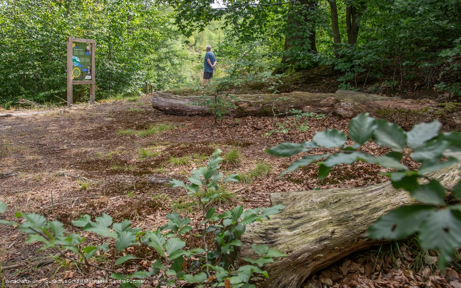 Tafel Wald Erlebnispfad Möhnesee-Südufer