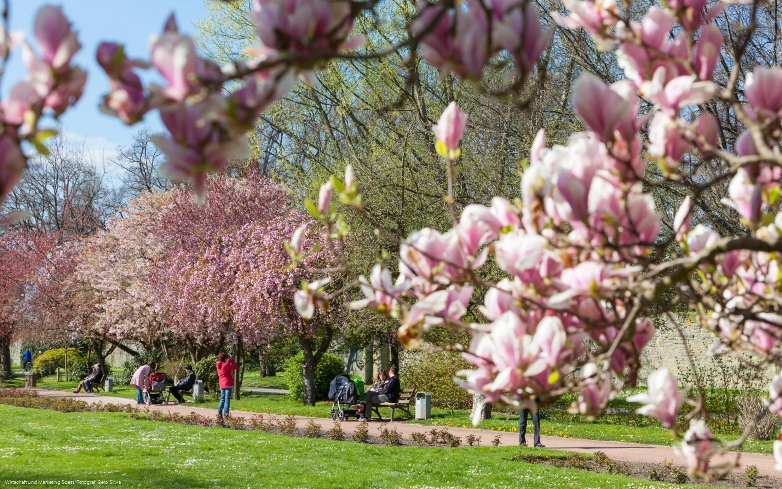 Baumblüte in der Gräfte am Wall 