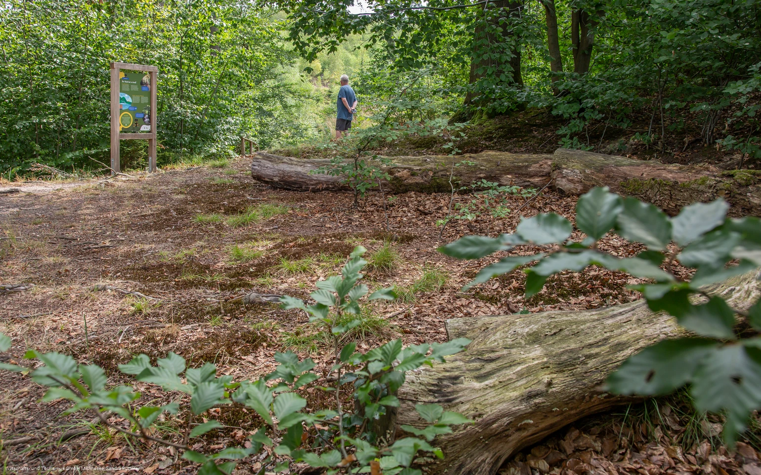 Tafel Wald Erlebnispfad Möhnesee-Südufer