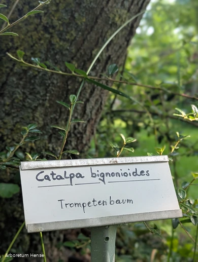 Schild mit Baumbezeichnung und lateinischem Namen