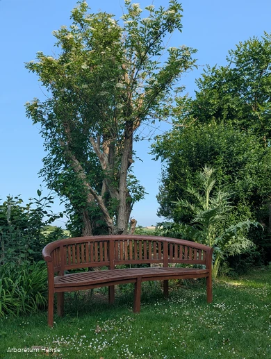 Bank im Arboretum Hense mit blühendem Baum im Hintergrund