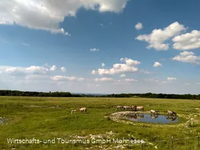 Wildpferde Naturschutzgebiet Kleiberg
