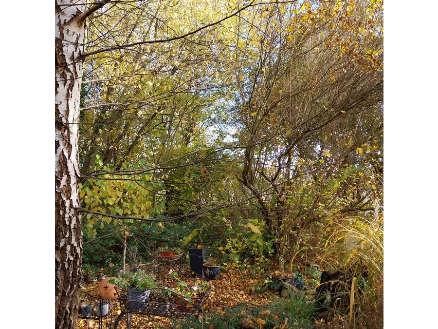 Herbstlicher Waldgarten mit Baum, Laub und alter Sitzbank, auf der Blumen stehen.