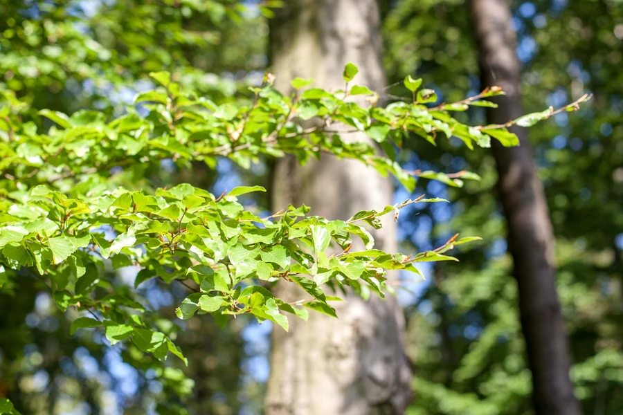 6_Arboretum Hense