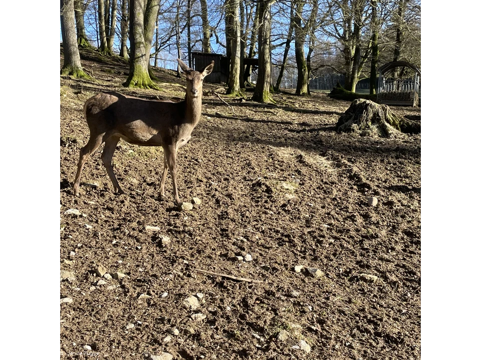 Rotwild im Bilsteintal
