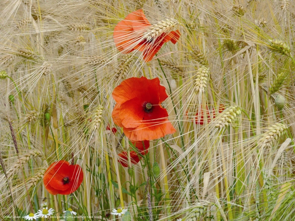Mohn im Kornfeld