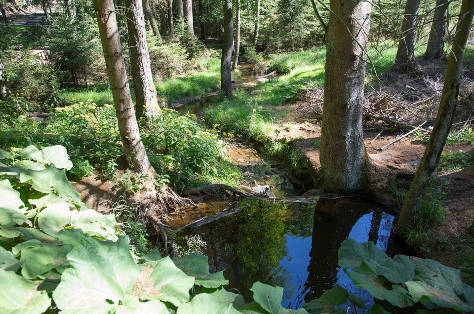 Möhneauen
