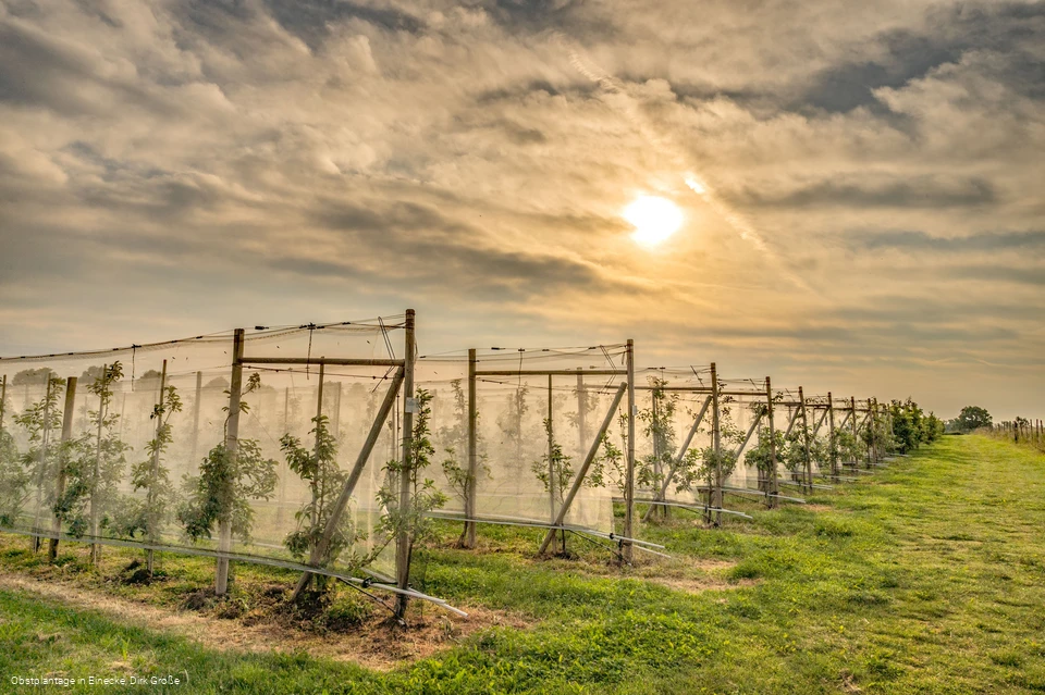 Obstplantage in Einecke