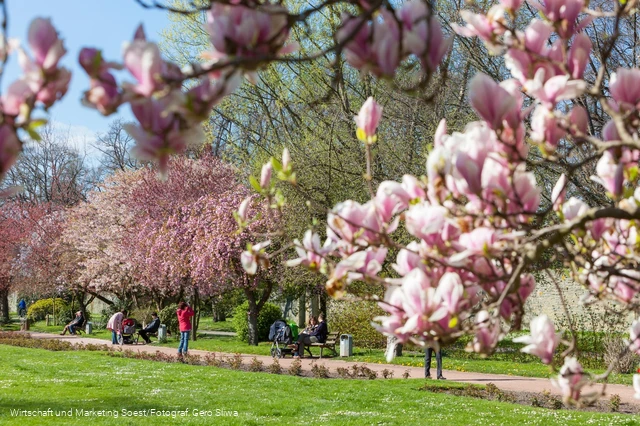 Baumblüte in der Gräfte am Wall 