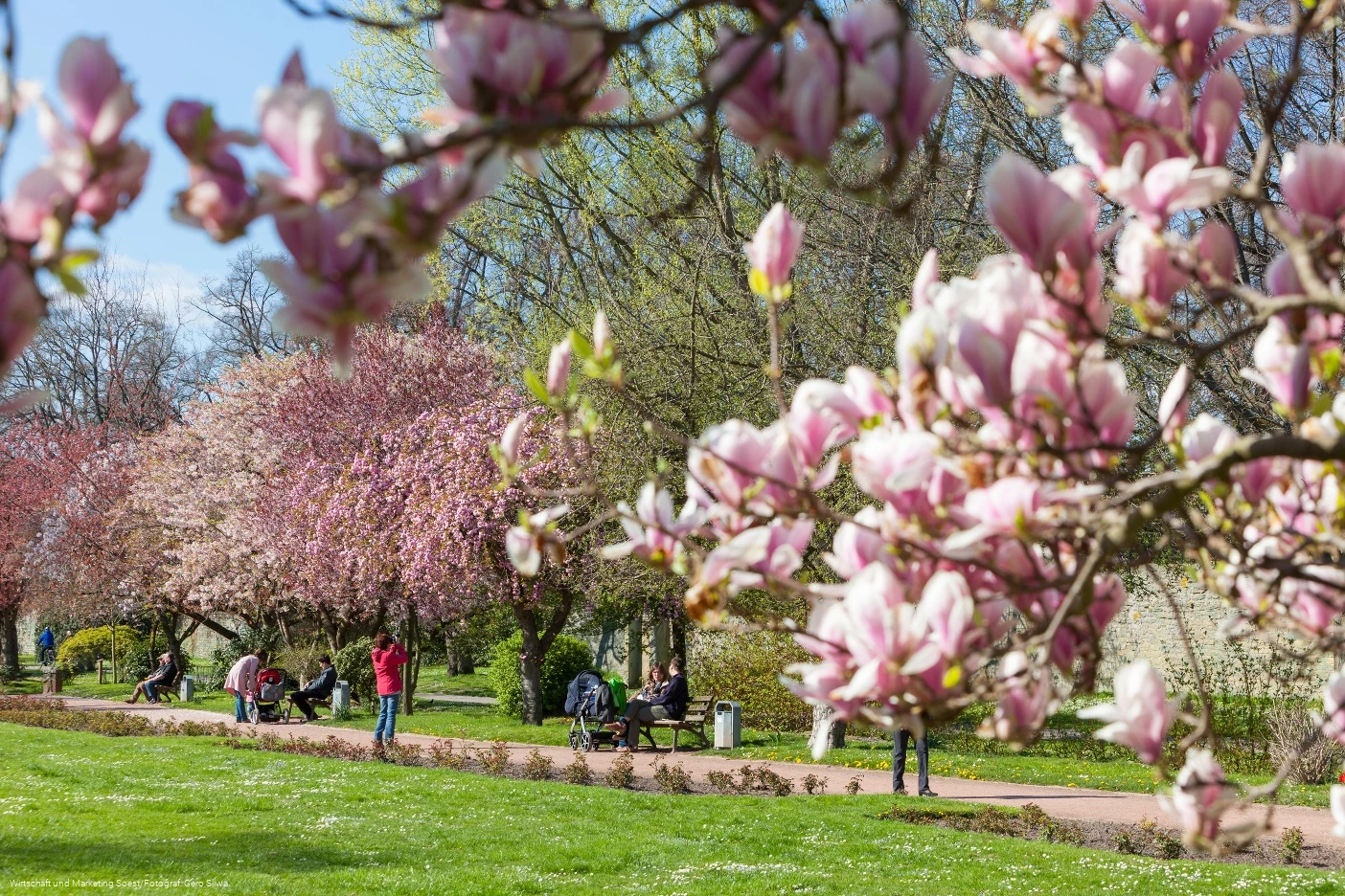 Baumblüte in der Gräfte am Wall 