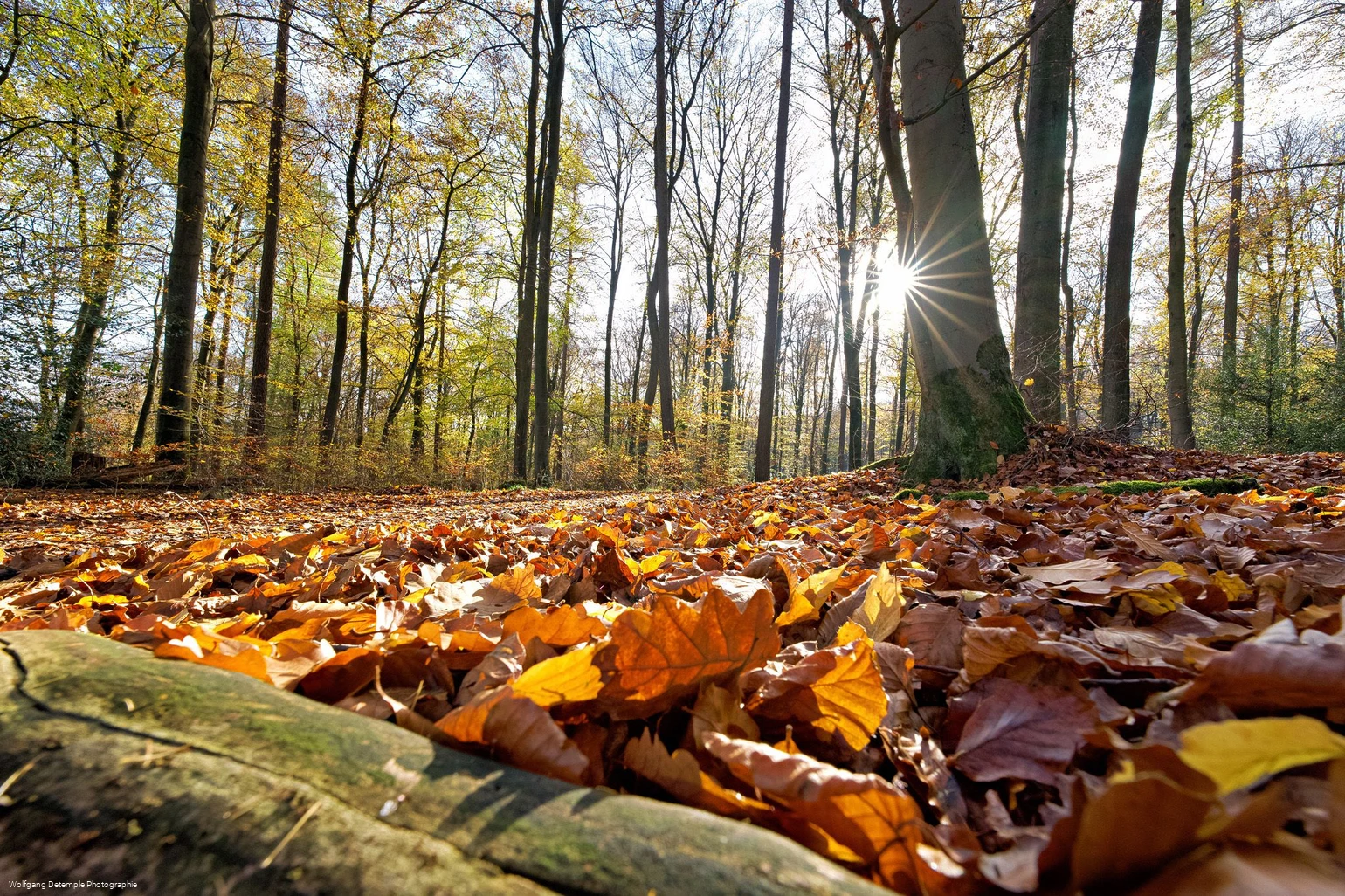 Herbstwald