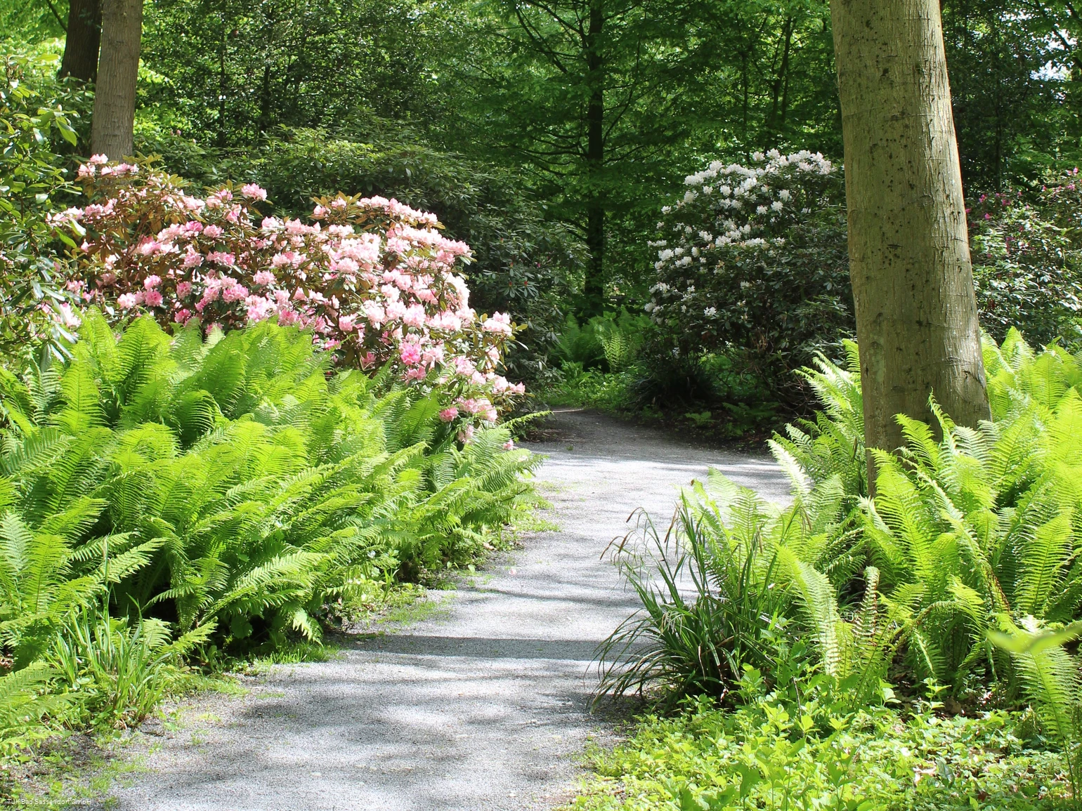 Rhododendrenpark Bad Sassendorf