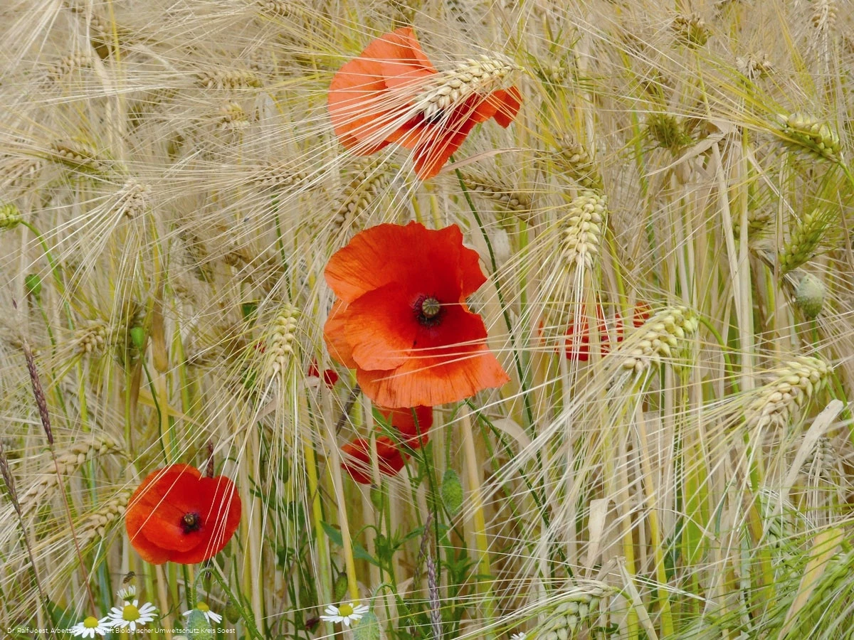 Mohn im Kornfeld