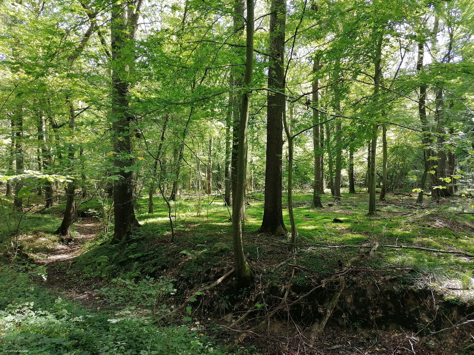 LIPPETAL - Uentroper Wald - NEU.jpg