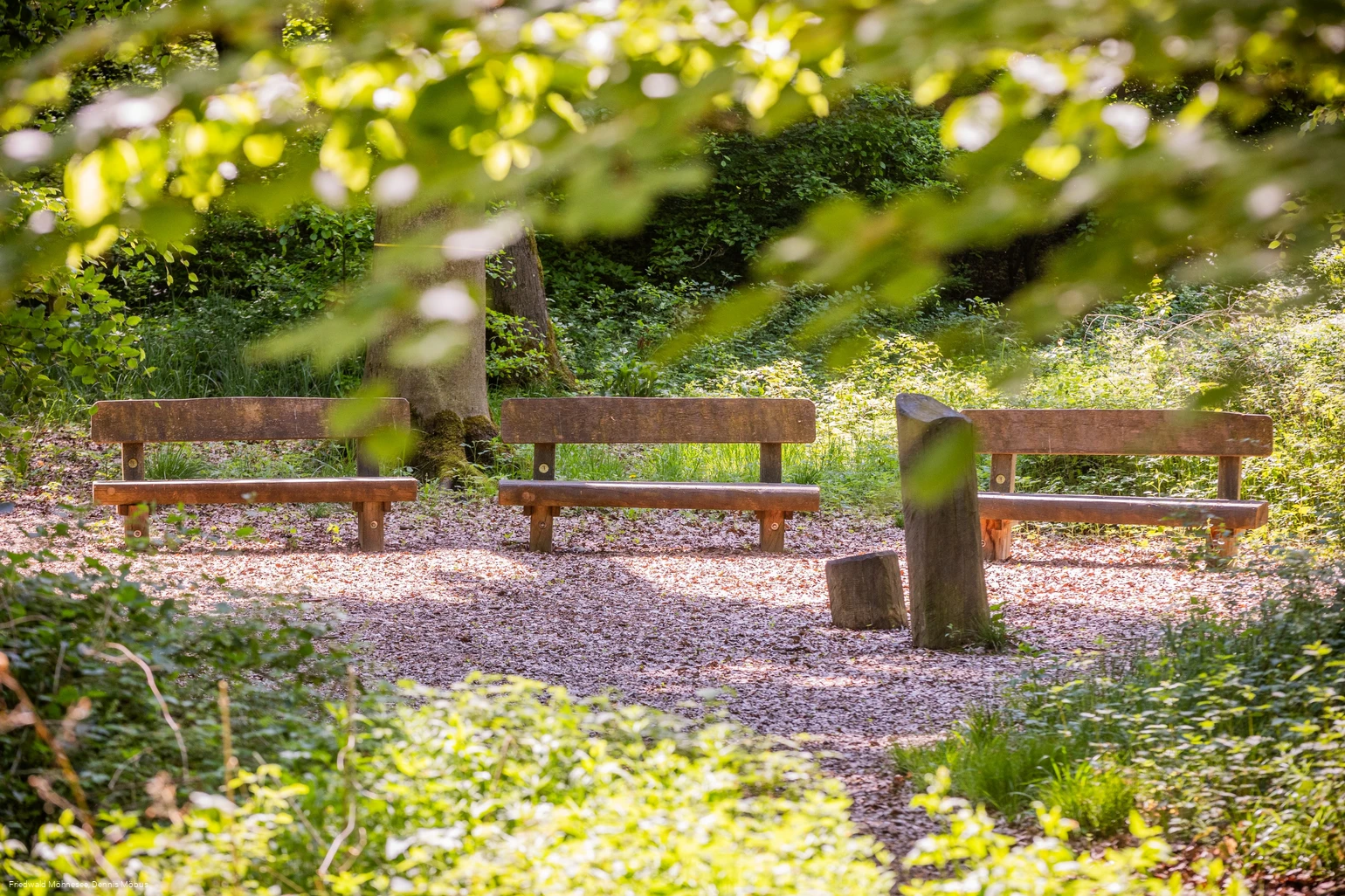 FriedWald Möhnesee_Andachtsplatz_Dennis Möbus.jpg