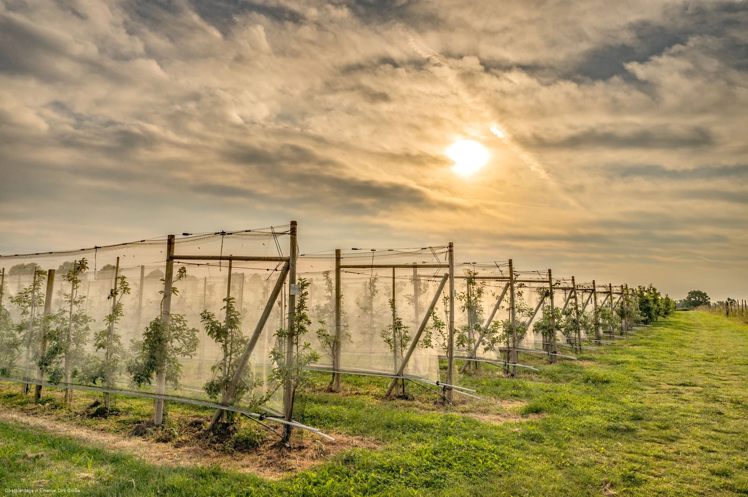 Obstplantage in Einecke