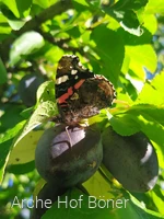 Arche Hof Böner_2