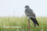 Wiesenweihe