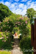 Gartenoa(h)se Franzmann